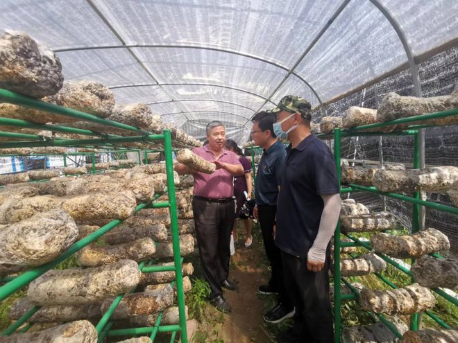河南省食用菌产业科技特派员服务团到光山县东岳村开展香菇生产技术服务